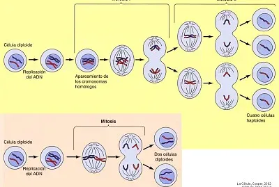 MITOSIS VS MEIOSIS