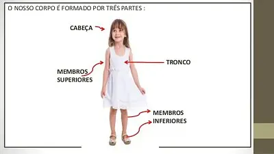 פאזל של Partes do corpo humano