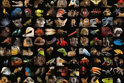 animals