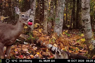whitetail deer enjoying an apple