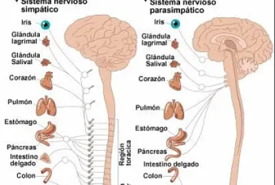 Sistema nervioso autÃ³nomo