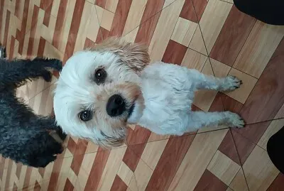 my pet