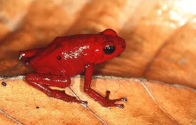 Oophaga speciosa