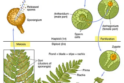 fern LC