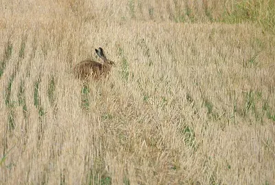 Lapin dans les bles