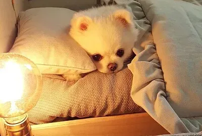 doguinho