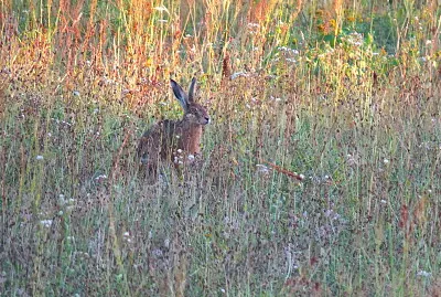 Lapin de prairie et soleil jigsaw puzzle