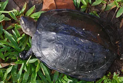 פאזל של Nera delle paludi