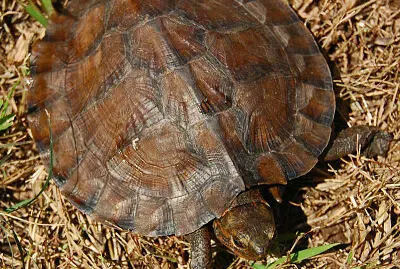 פאזל של Foglia asiatica