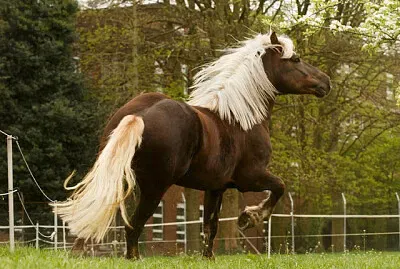 Cavalo Floresta Negra