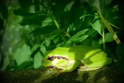 Grenouille rainette verte