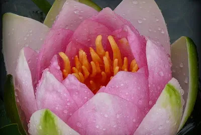Nénuphar