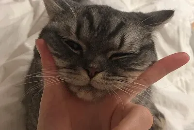 catzinho