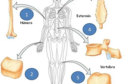 tipos de huesos jigsaw puzzle