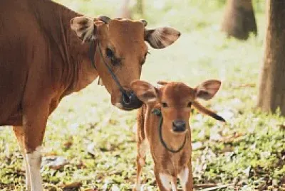 פאזל של vaca+vitel