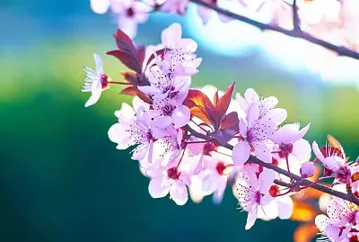 flor cerezo jigsaw puzzle