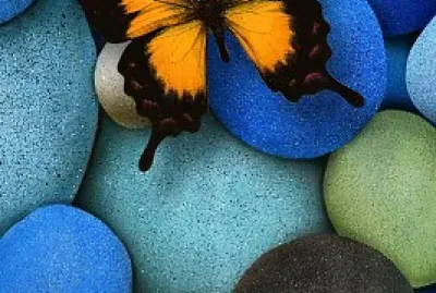 butterfly on blue pebbles