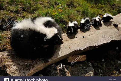 Striped Skunk and babies