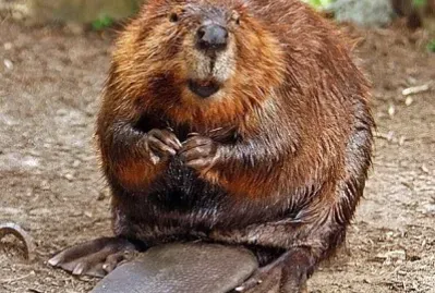 פאזל של Canada,s Beaver