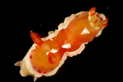 Verconia varians jigsaw puzzle