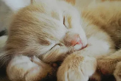 sleepy kitty