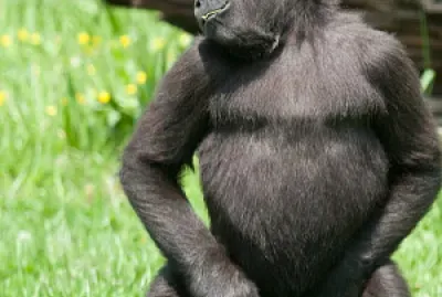 Funny Gorilla