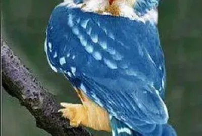 Rare Blue Owl