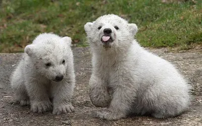 twin polar bear cubs with a bit of sass jigsaw puzzle