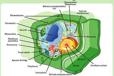 celula vegetal jigsaw puzzle