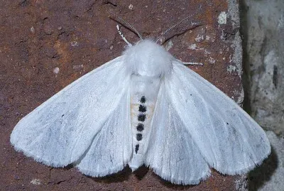 Spilosoma virginica