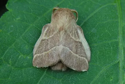 Malacosoma neustria