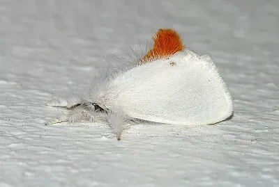 Euproctis chrysorrhoea