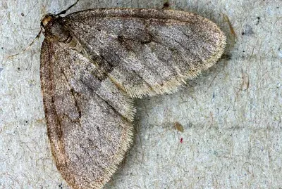 Operophetera brumata