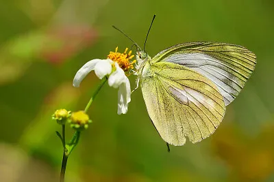 Cepora nadina jigsaw puzzle