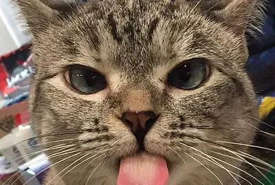 catzinho