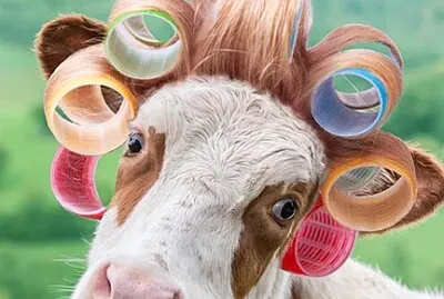 פאזל של Cow in Curlers