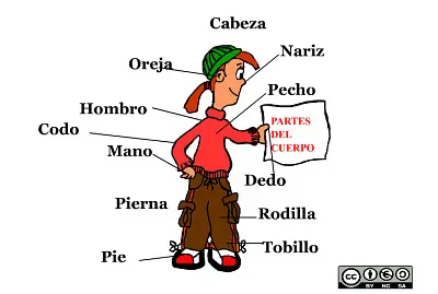 Partes del cuerpo segundo