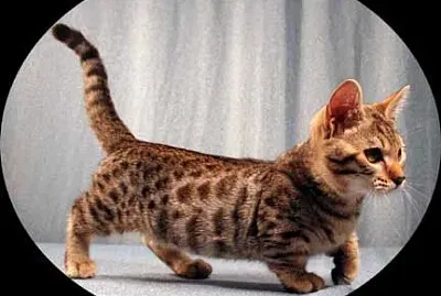 Genetta