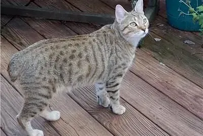 Mojave spotted