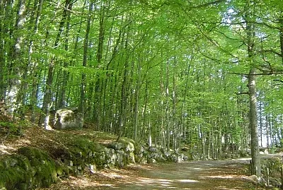 Sous-bois, Nasbinals, Lozère