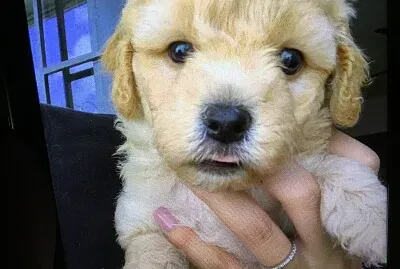 Image 4 jigsaw puzzle