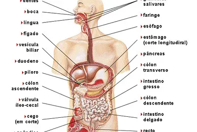 פאזל של Sistema digestÃ³rio