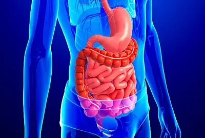 Sistema digestÃ³rio