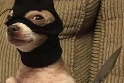 el perri ladron jigsaw puzzle