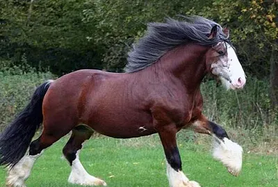 Cavalo Bretão