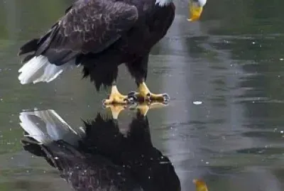 פאזל של CENÃRIO K410