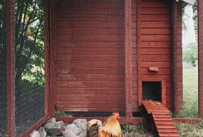 gallinero