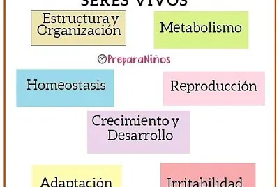 Caracteristicas jigsaw puzzle