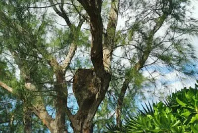 NATURALEZA.TULUN Q. ROO