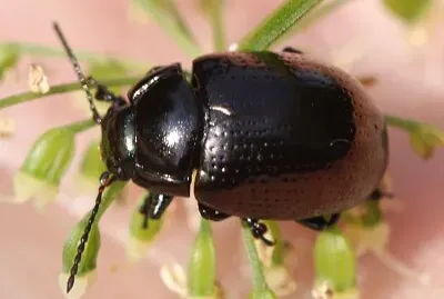פאזל של Chrysolina oricalcia